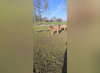 Appaloosa, Hengst, 1 Jahr, 90 cm, Tigerschecke