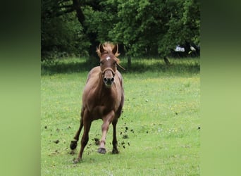 Appaloosa, Hengst, 1 Jahr, Rotfuchs