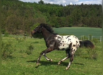 Appaloosa, Hengst, 1 Jahr