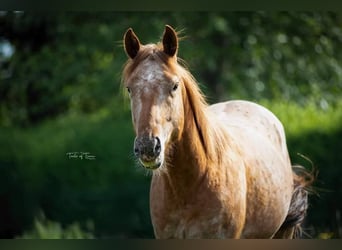 Appaloosa, Hengst, 2 Jaar, 150 cm, Roan-Red