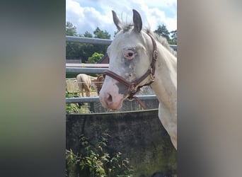 Appaloosa, Hengst, 2 Jaar, 152 cm, Wit