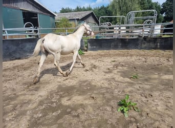 Appaloosa, Hengst, 2 Jaar, 152 cm, Wit