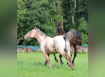 Appaloosa, Hengst, 2 Jaar, 155 cm, Bruin