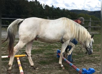 Appaloosa, Hengst, 2 Jaar, 155 cm