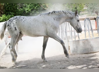 Appaloosa Mix, Hengst, 2 Jaar, 160 cm, Rood schimmel