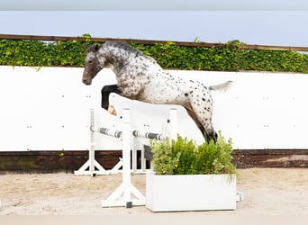 Appaloosa, Hengst, 2 Jaar, 162 cm, Appaloosa