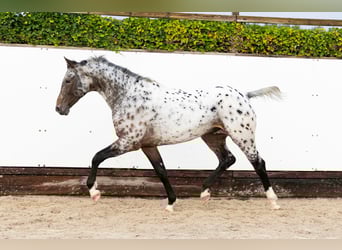 Appaloosa, Hengst, 2 Jaar, 162 cm, Appaloosa
