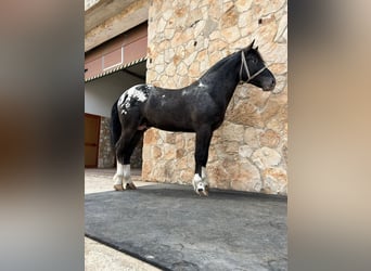 Appaloosa, Hengst, 2 Jaar, 167 cm, Zwart