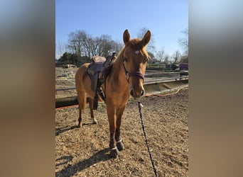 Appaloosa, Hengst, 2 Jahre, 140 cm, Falbe