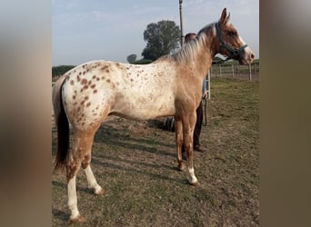 Appaloosa, Hengst, 2 Jahre, 140 cm, Tigerschecke