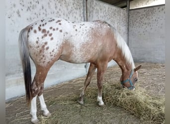 Appaloosa, Hengst, 2 Jahre, 140 cm, Tigerschecke
