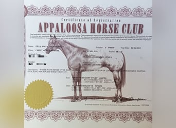 Appaloosa, Hengst, 2 Jahre, 140 cm, Tigerschecke