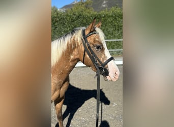 Appaloosa, Hengst, 2 Jahre, 140 cm, Tigerschecke