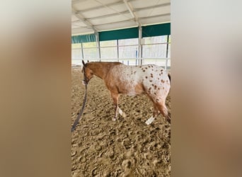Appaloosa, Hengst, 2 Jahre, 140 cm, Tigerschecke