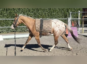 Appaloosa, Hengst, 2 Jahre, 140 cm, Tigerschecke