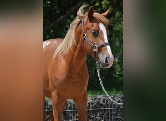 Appaloosa Mix, Hengst, 2 Jahre, 145 cm, Fuchs