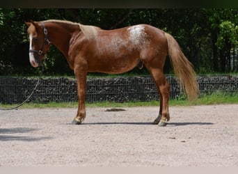 Appaloosa Mix, Hengst, 2 Jahre, 145 cm, Fuchs