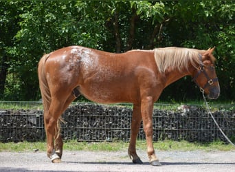 Appaloosa Mix, Hengst, 2 Jahre, 145 cm, Fuchs