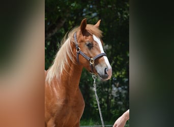 Appaloosa Mix, Hengst, 2 Jahre, 145 cm, Fuchs