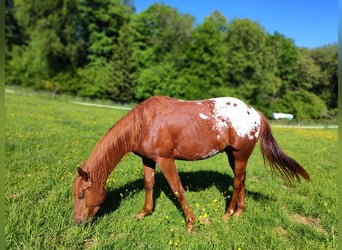 Appaloosa, Hengst, 2 Jahre, 148 cm, Fuchs