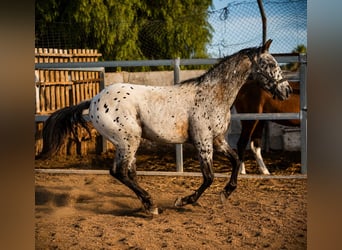 Appaloosa Mix, Hengst, 2 Jahre, 150 cm, Tigerschecke