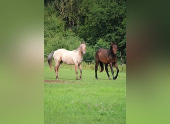 Appaloosa, Hengst, 2 Jahre, 155 cm, Brauner