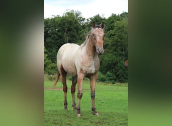 Appaloosa, Hengst, 2 Jahre, 155 cm, Brauner