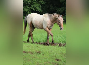 Appaloosa, Hengst, 2 Jahre, 155 cm, Brauner