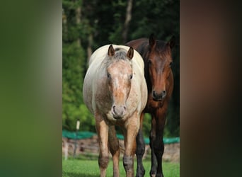 Appaloosa, Hengst, 2 Jahre, 155 cm, Brauner