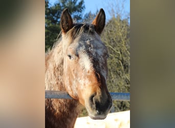 Appaloosa, Hengst, 2 Jahre, 155 cm, Brauner