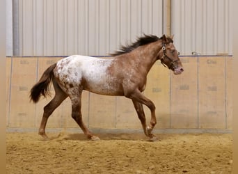 Appaloosa, Hengst, 2 Jahre, 155 cm, Roan-Red