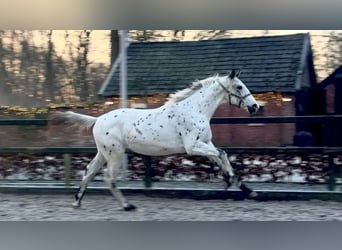 Appaloosa, Hengst, 2 Jahre, 170 cm, Tigerschecke