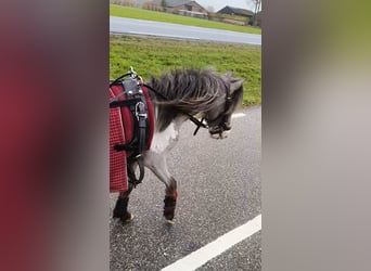 Appaloosa, Hengst, 2 Jahre, 90 cm, Tigerschecke