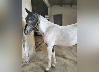 Appaloosa, Hengst, 2 Jahre, 95 cm, White