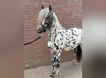 Appaloosa, Hengst, 3 Jaar, 110 cm, Appaloosa