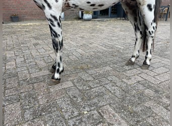 Appaloosa, Hengst, 3 Jaar, 110 cm, Appaloosa