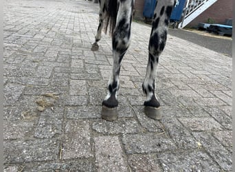 Appaloosa, Hengst, 3 Jaar, 110 cm, Appaloosa