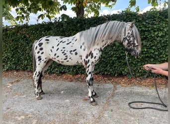 Appaloosa, Hengst, 3 Jaar, 110 cm, Appaloosa