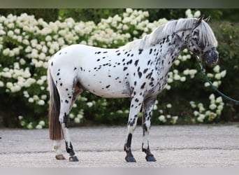 Appaloosa, Hengst, 3 Jaar, 135 cm, Appaloosa