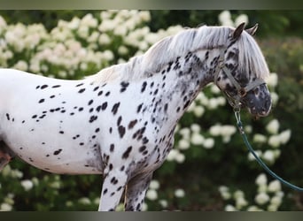 Appaloosa, Hengst, 3 Jaar, 135 cm, Appaloosa