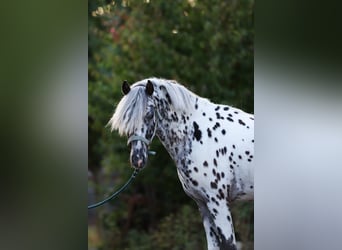 Appaloosa, Hengst, 3 Jaar, 135 cm, Appaloosa