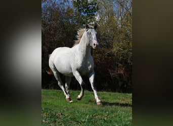 Appaloosa, Hengst, 3 Jaar, 154 cm, Appaloosa