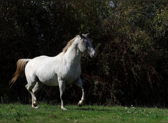 Appaloosa, Hengst, 3 Jaar, 154 cm, Appaloosa