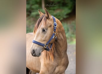 Appaloosa, Hengst, 3 Jaar, 155 cm, Buckskin