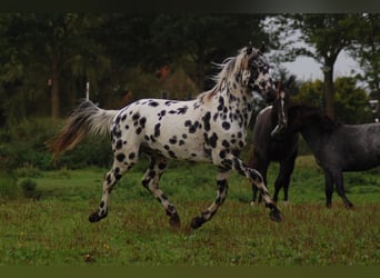 Appaloosa, Hengst, 3 Jahre, 163 cm, Tigerschecke