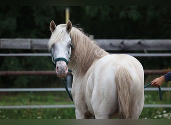 Appaloosa, Hengst, 3 Jaar