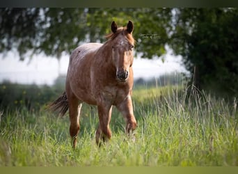 Appaloosa, Hengst, 3 Jaar