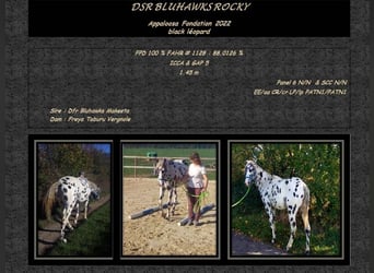 Appaloosa, Hengst, 3 Jahre, 145 cm, Rappe