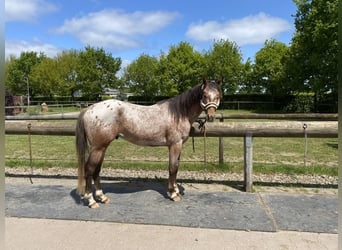 Appaloosa, Hengst, 3 Jahre, 152 cm, Brauner