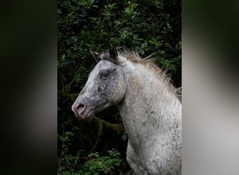 Appaloosa, Hengst, 3 Jahre, 154 cm, Tigerschecke